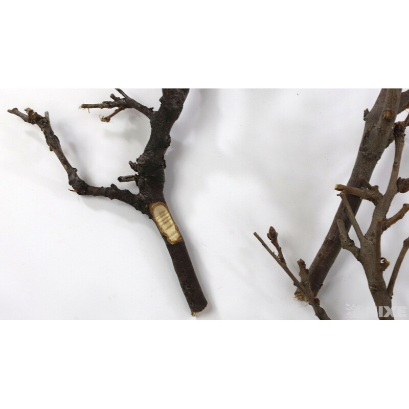 VĚTVE 2kg*PŘÍRODNÍ