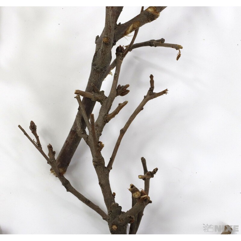 VĚTVE 2kg*PŘÍRODNÍ