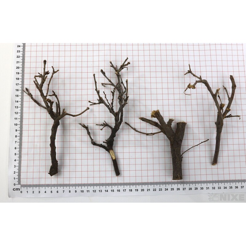 VĚTVE 2kg*PŘÍRODNÍ