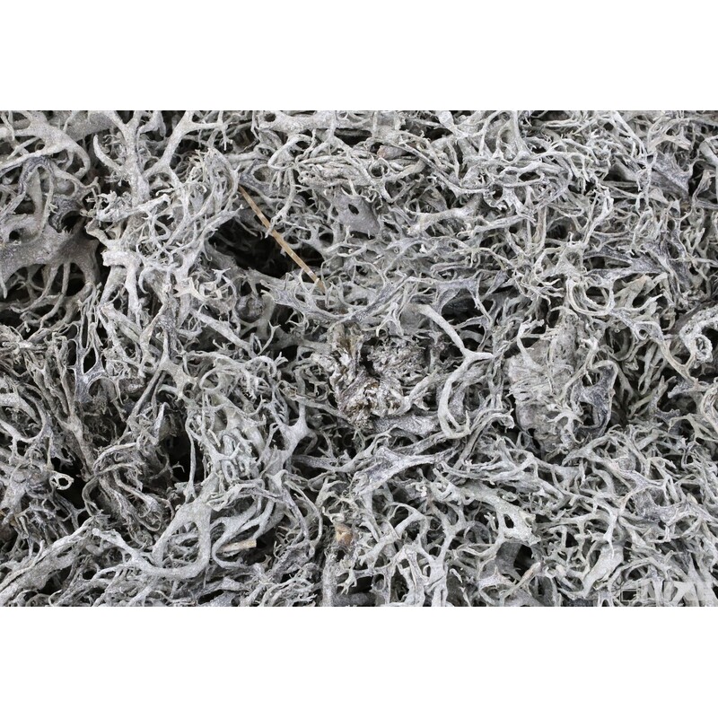 MECH SUŠENÝ 500g*BÍLÁ