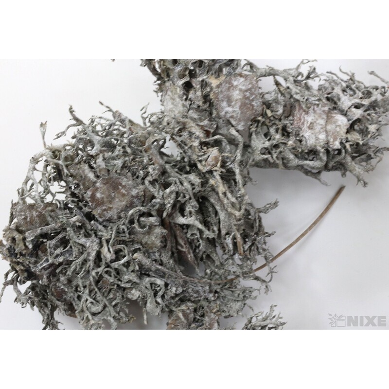 MECH SUŠENÝ 500g*BÍLÁ