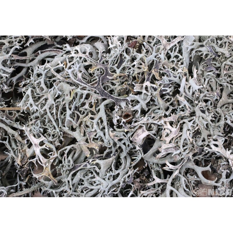 MECH SUŠENÝ 500g*PŘÍRODNÍ