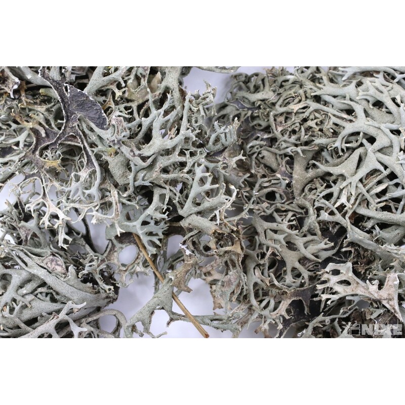 MECH SUŠENÝ 500g*PŘÍRODNÍ