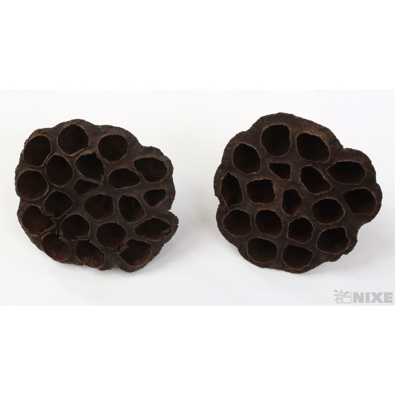 LOTOS 8-10cm 10ks*HNĚDÁ