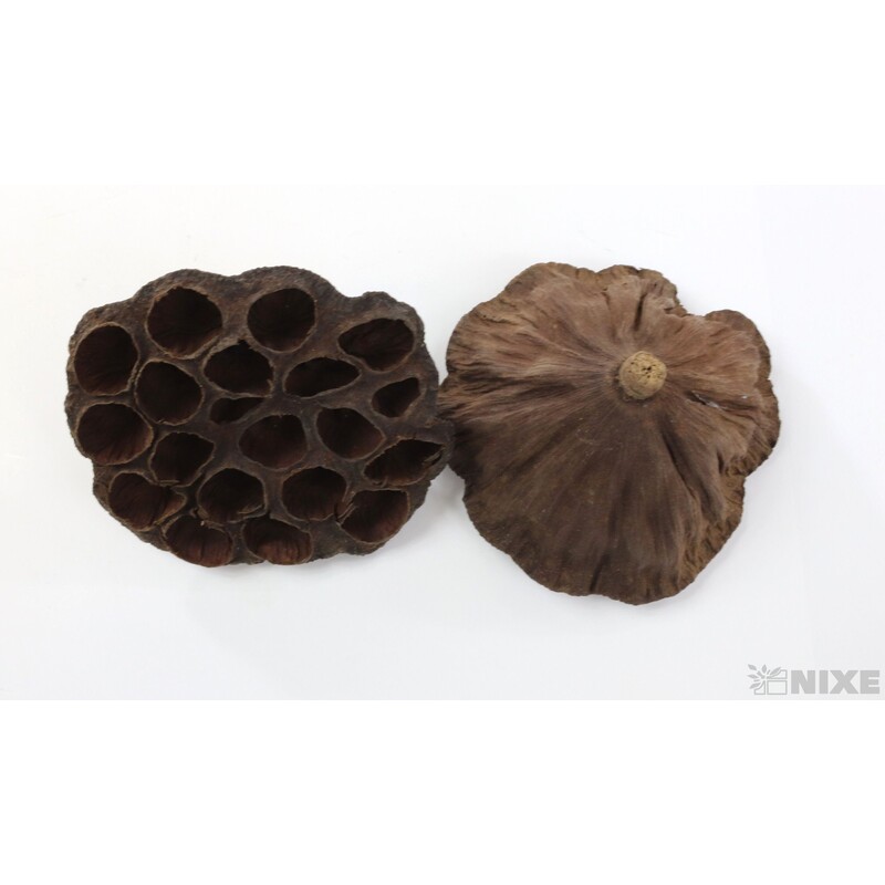 LOTOS 8-10cm 10ks*HNĚDÁ