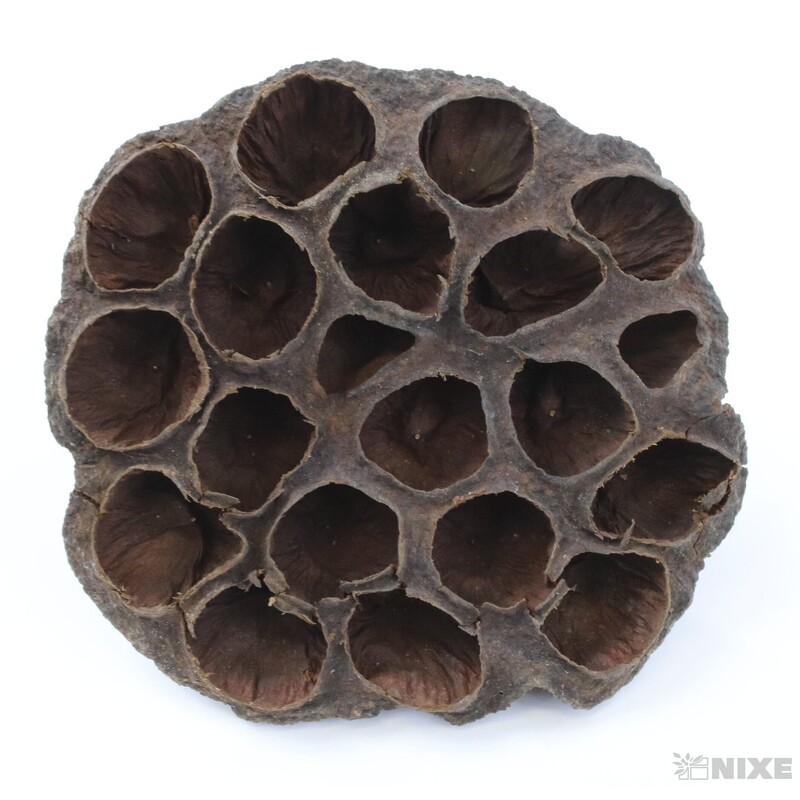 LOTOS 8-10cm 10ks*HNĚDÁ