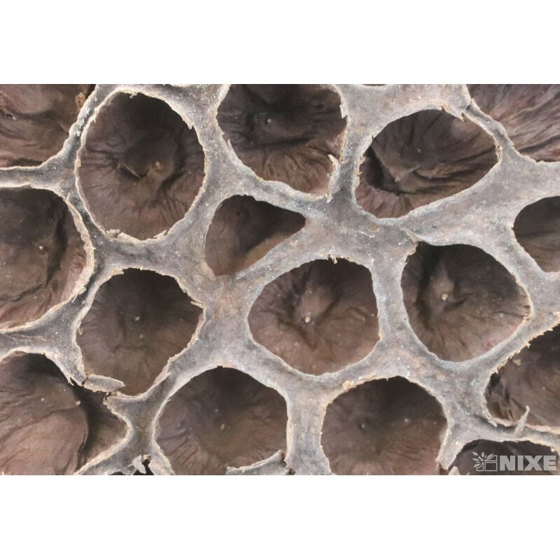 LOTOS 8-10cm 10ks*HNĚDÁ