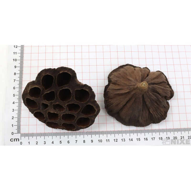 LOTOS 8-10cm 10ks*HNĚDÁ