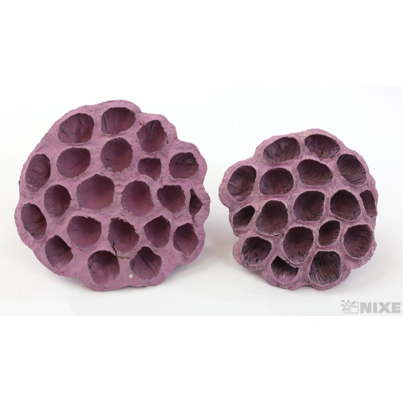 LOTOS 10-12cm 10ks*RŮŽOVÁ