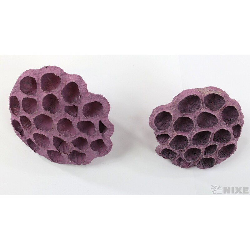 LOTOS 10-12cm 10ks*RŮŽOVÁ