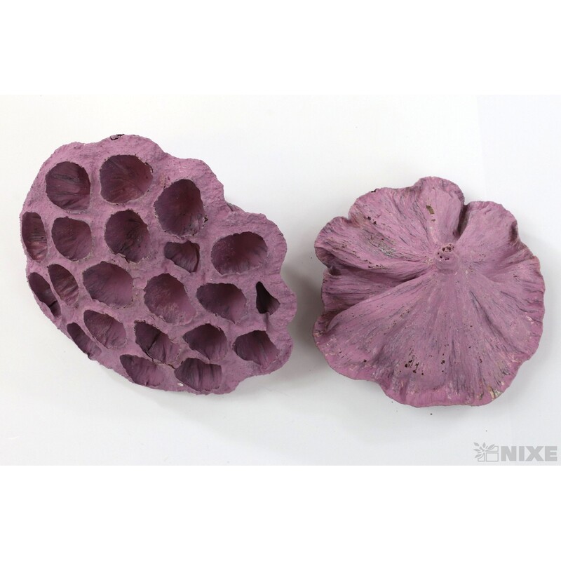 LOTOS 10-12cm 10ks*RŮŽOVÁ