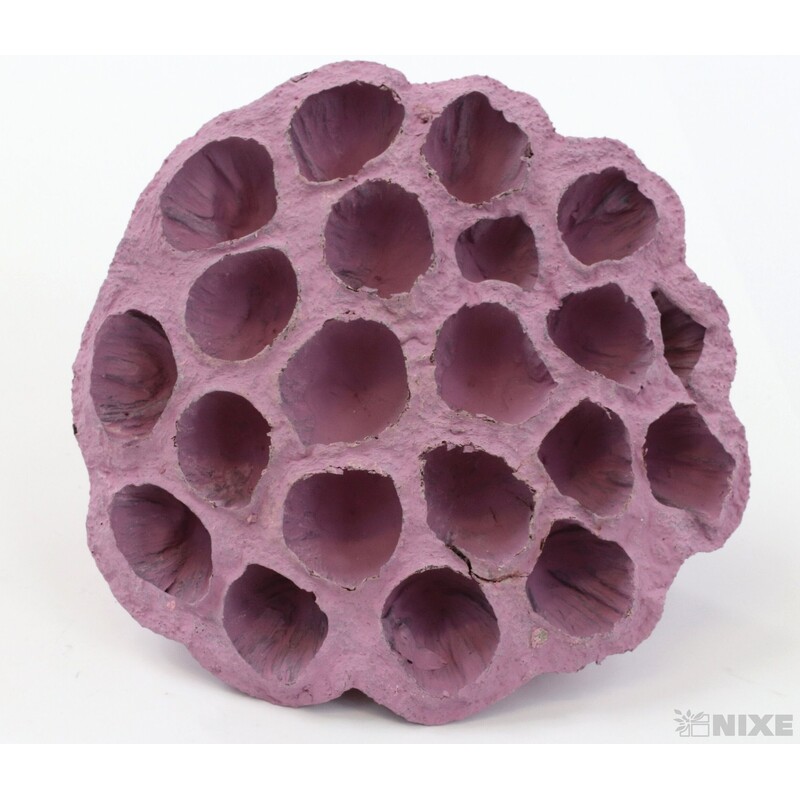 LOTOS 10-12cm 10ks*RŮŽOVÁ