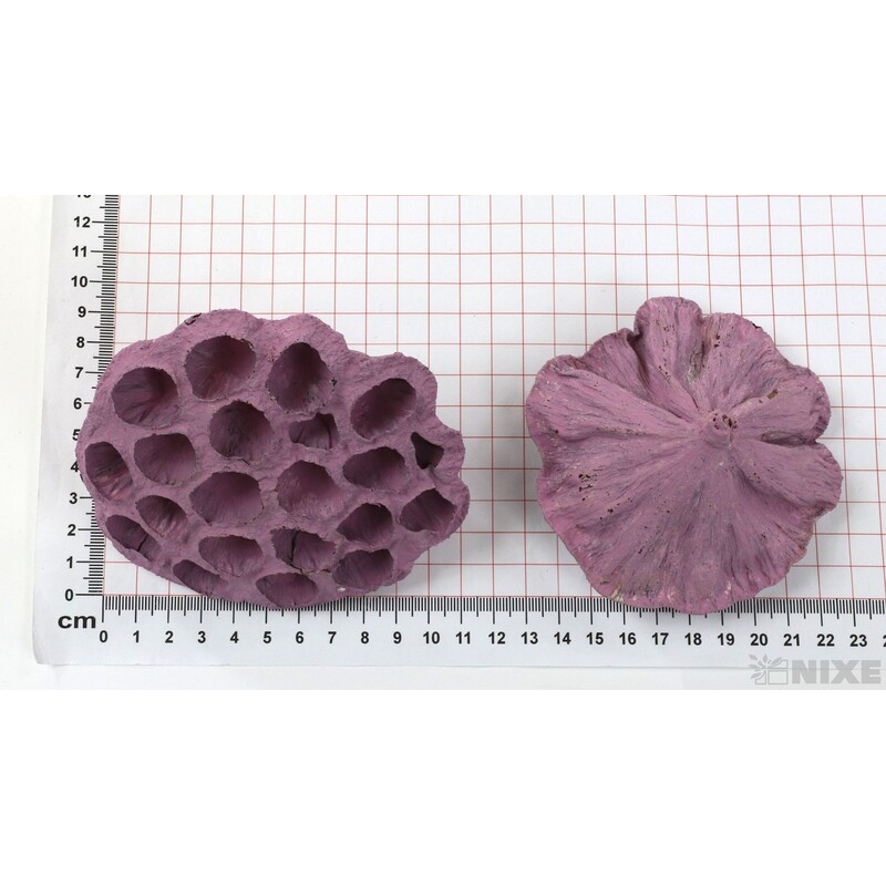 LOTOS 10-12cm 10ks*RŮŽOVÁ