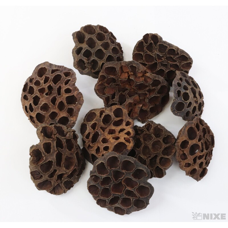 LOTOS 10-12cm 10ks*HNĚDÁ