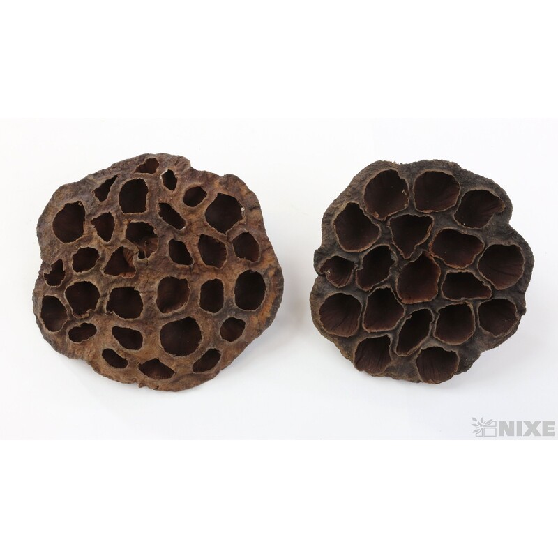 LOTOS 10-12cm 10ks*HNĚDÁ