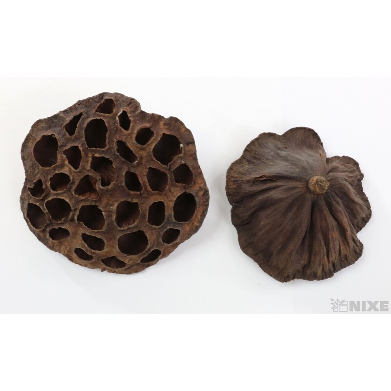 LOTOS 10-12cm 10ks*HNĚDÁ