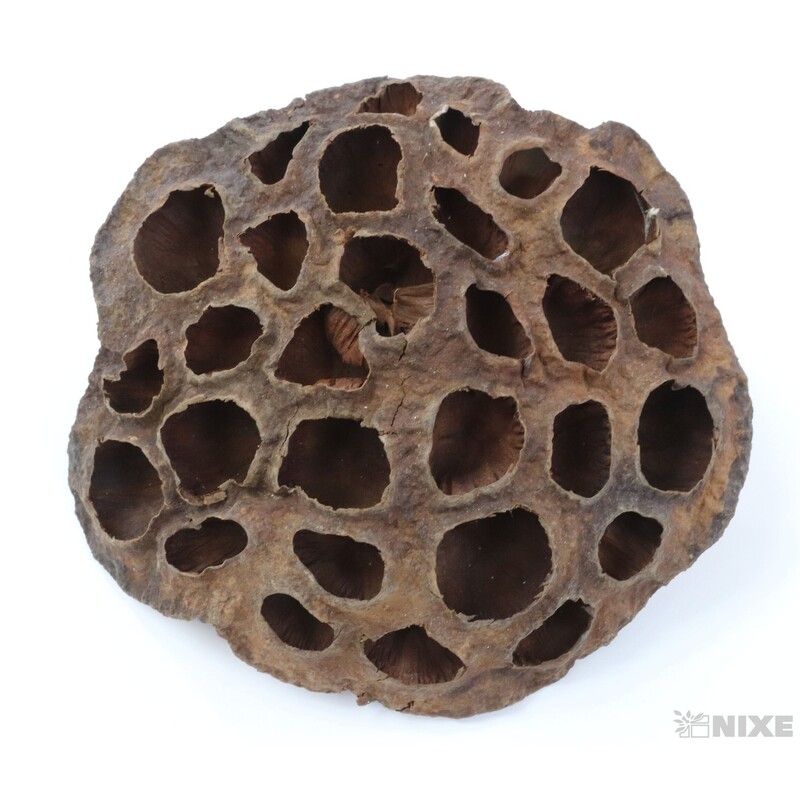 LOTOS 10-12cm 10ks*HNĚDÁ