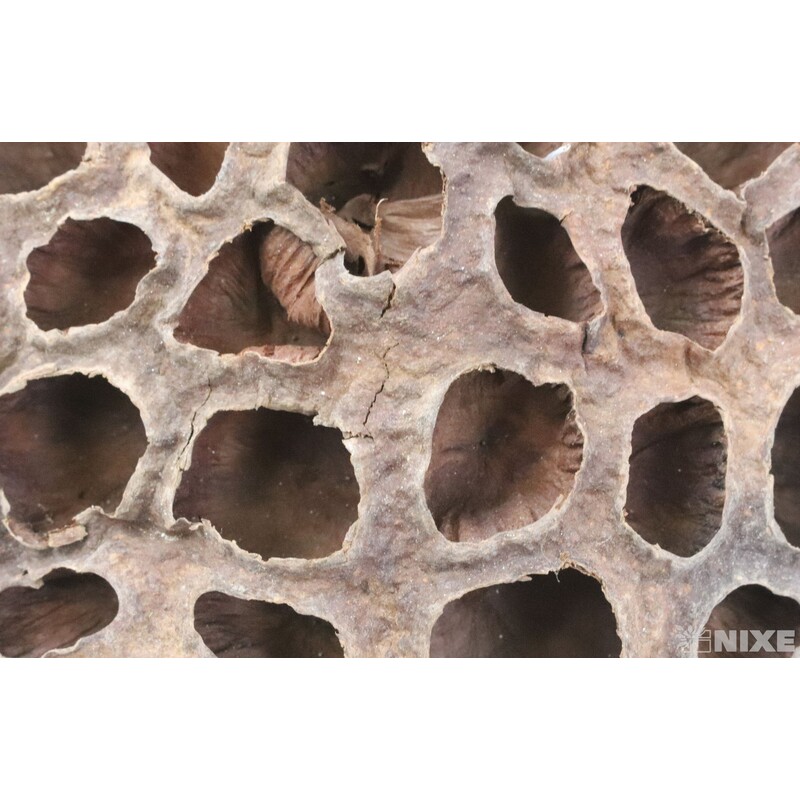 LOTOS 10-12cm 10ks*HNĚDÁ