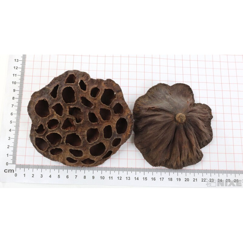 LOTOS 10-12cm 10ks*HNĚDÁ