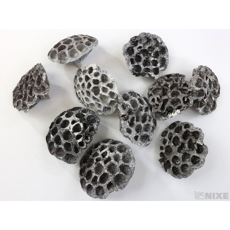 LOTOS 10-12cm 10ks*BÍLÁ