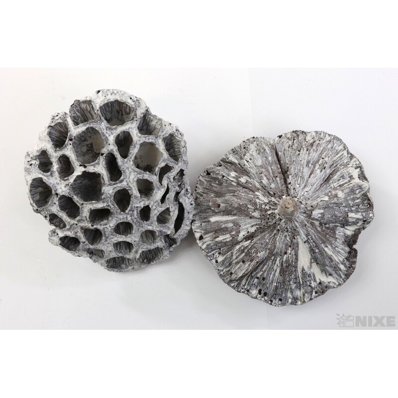 LOTOS 10-12cm 10ks*BÍLÁ