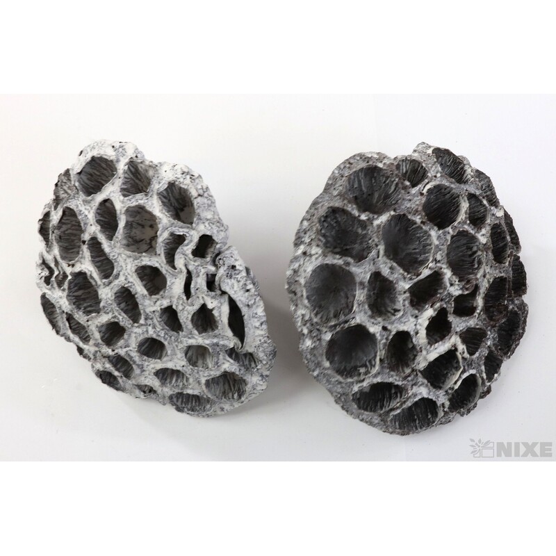 LOTOS 10-12cm 10ks*BÍLÁ