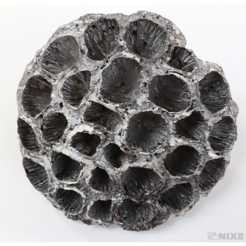 LOTOS 10-12cm 10ks*BÍLÁ