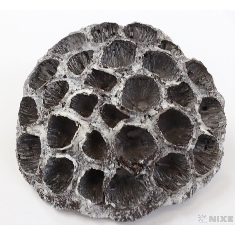 LOTOS 10-12cm 10ks*BÍLÁ