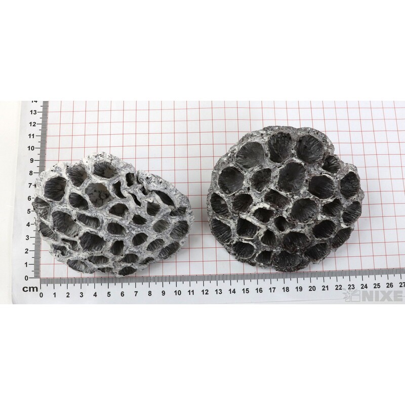 LOTOS 10-12cm 10ks*BÍLÁ