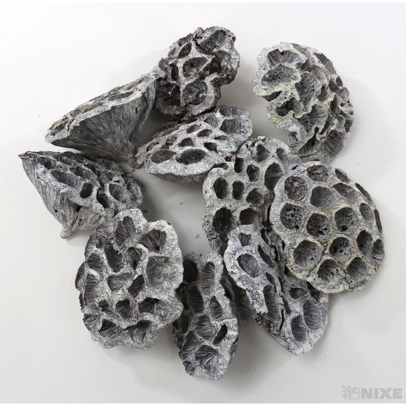 LOTOS 8-10cm 10ks*BÍLÁ