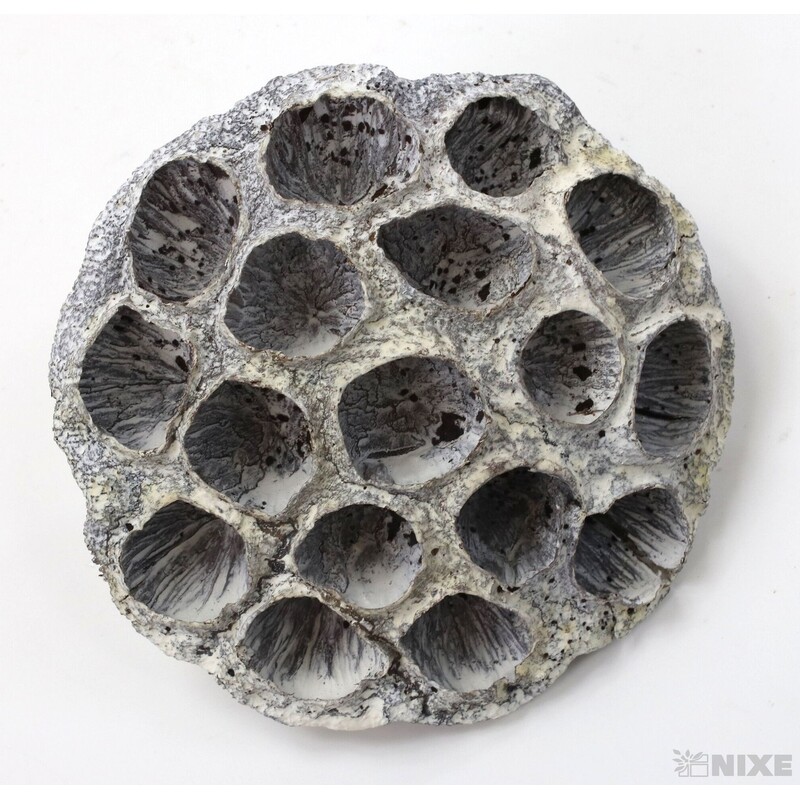 LOTOS 8-10cm 10ks*BÍLÁ