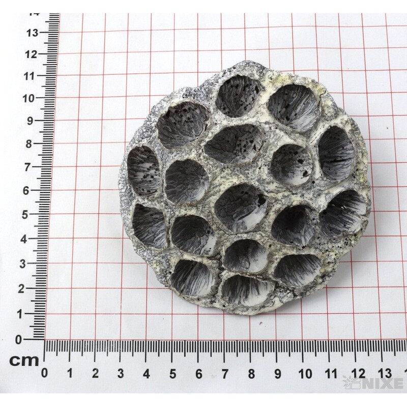 LOTOS 8-10cm 10ks*BÍLÁ