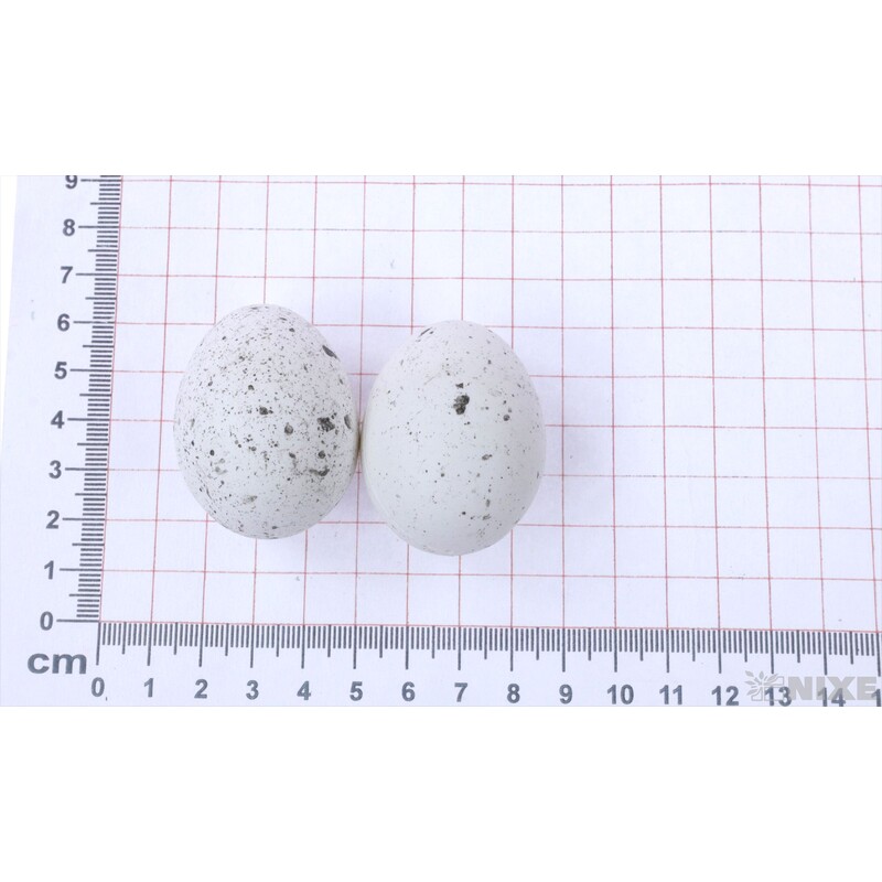 VAJÍČKA 48ks 4,5cm*BÍLÁ