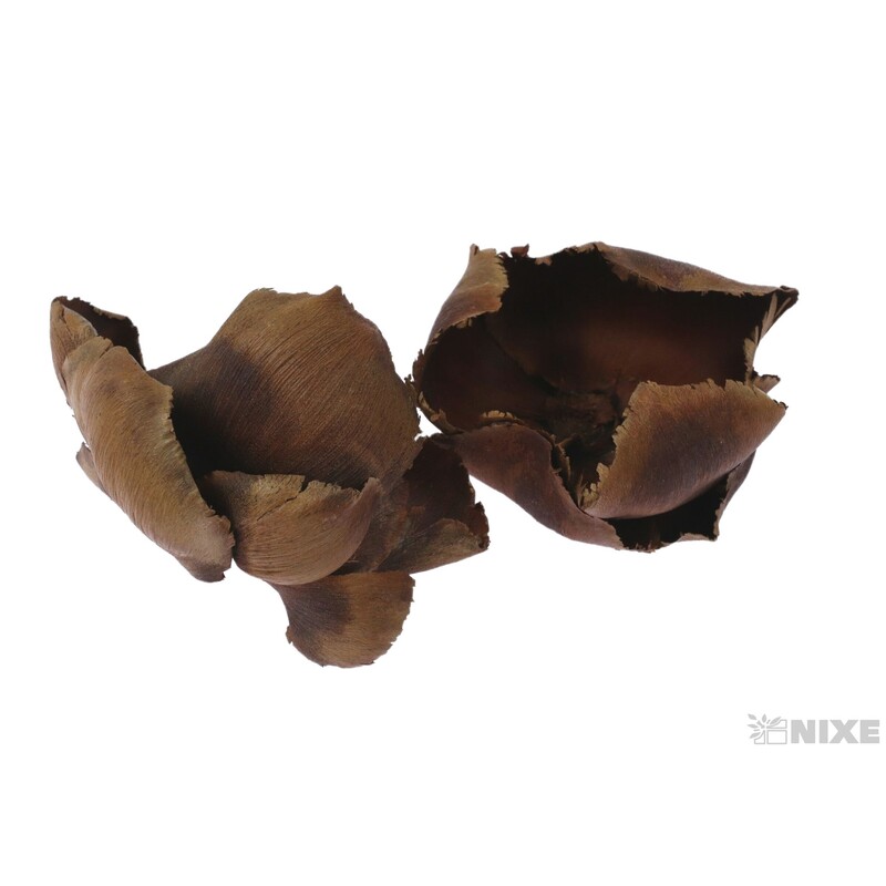 PALM CAP 8-12cm 14ks*HNĚDÁ