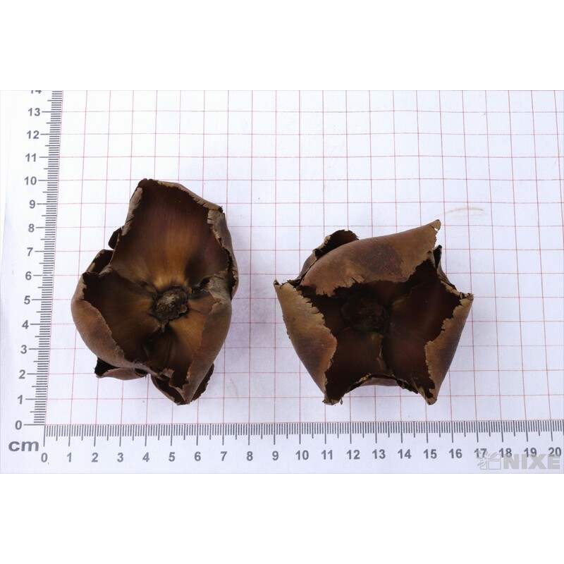 PALM CAP 8-12cm 14ks*HNĚDÁ