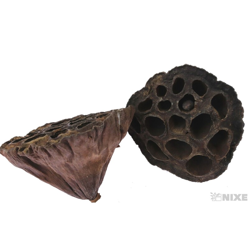 LOTOS 4-6cm 100ks*HNĚDÁ