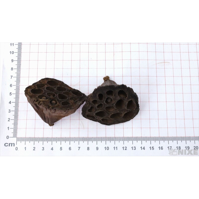 LOTOS 4-6cm 100ks*HNĚDÁ