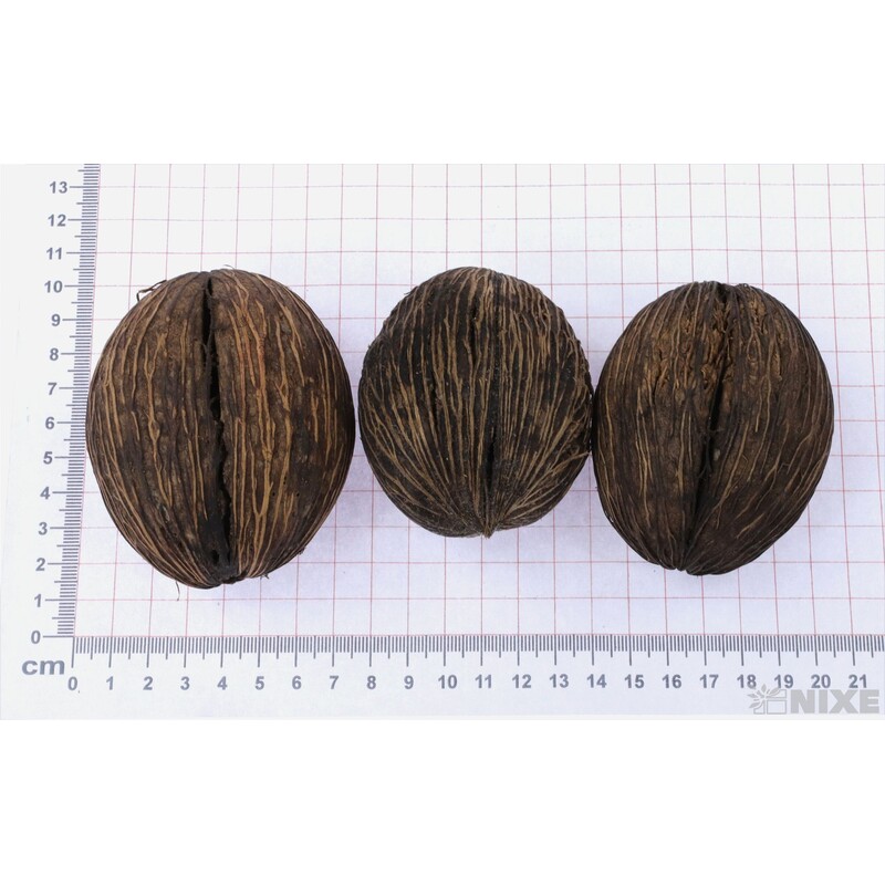 MINTOLA BALL 7-9cm 14ks*PŘÍRODNÍ