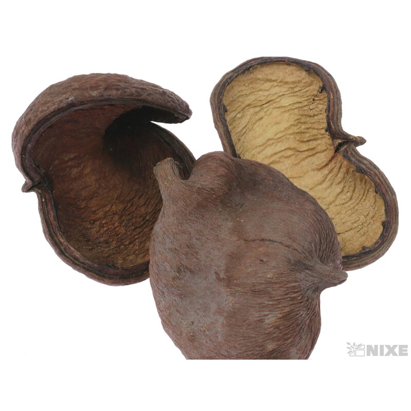 BADAM NUT 8-9cm 15ks*PŘÍRODNÍ