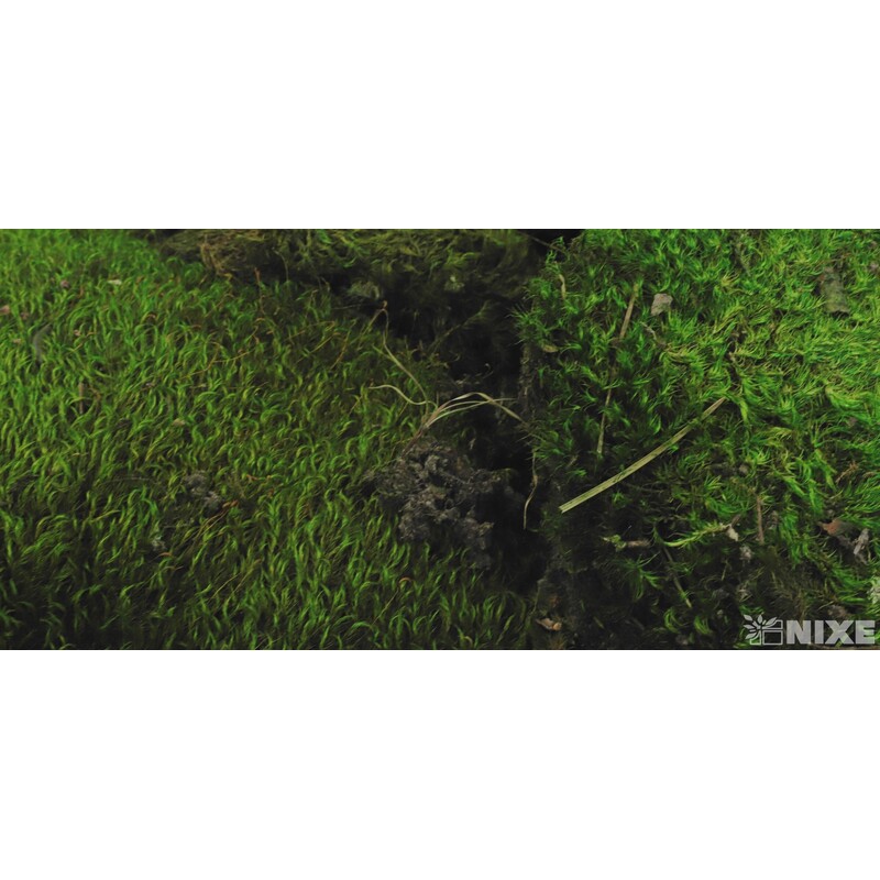 MECH POLL 500g*ZELENÁ