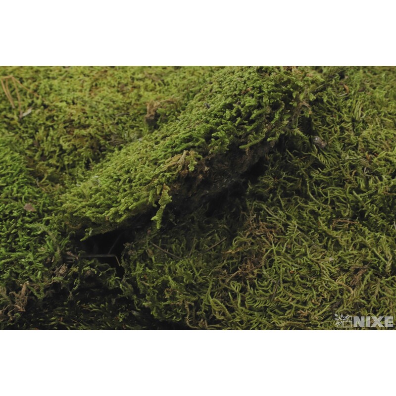 MECH FLAT 500g*ZELENÁ SV.