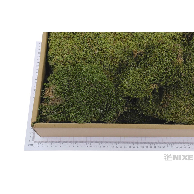 MECH FLAT 500g*ZELENÁ SV.