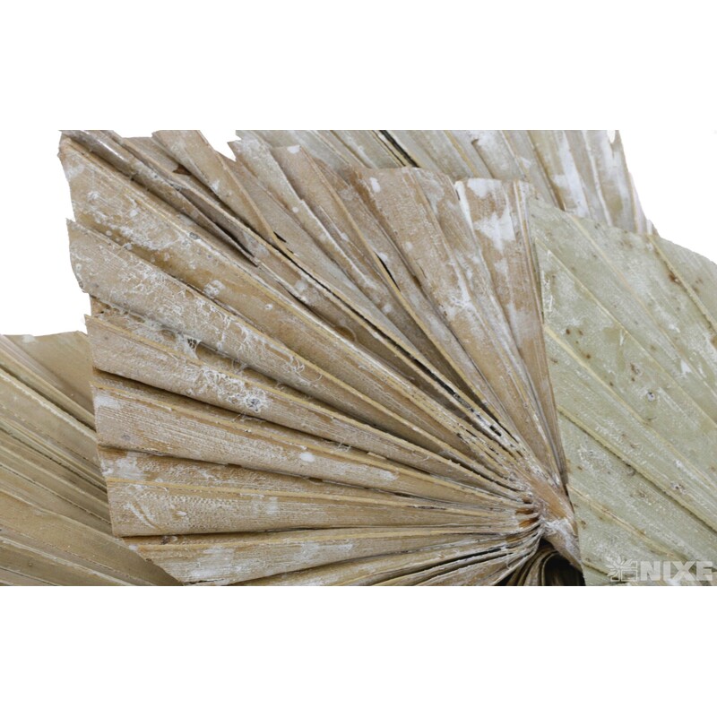 PALM SPEAR 50cm 10ks*BÍLÁ