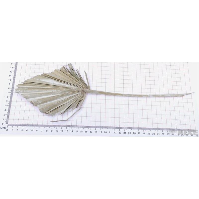 PALM SPEAR 50cm 10ks*BÍLÁ