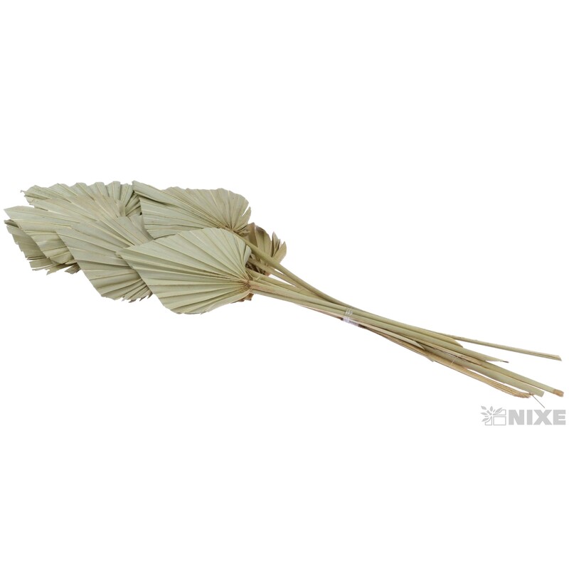 PALM SPEAR 50cm 10ks*PŘÍRODNÍ