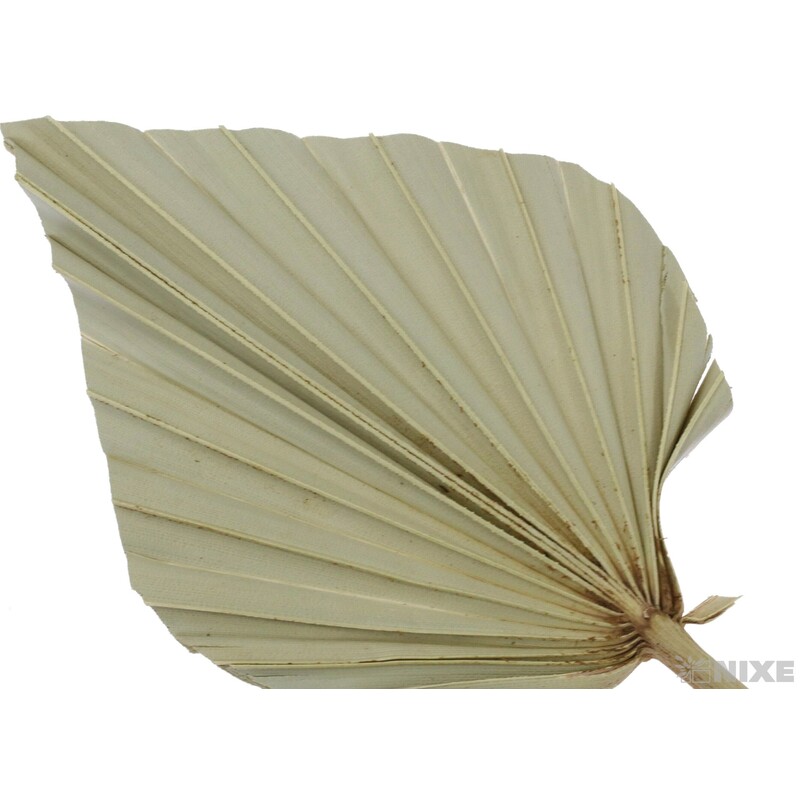 PALM SPEAR 50cm 10ks*PŘÍRODNÍ