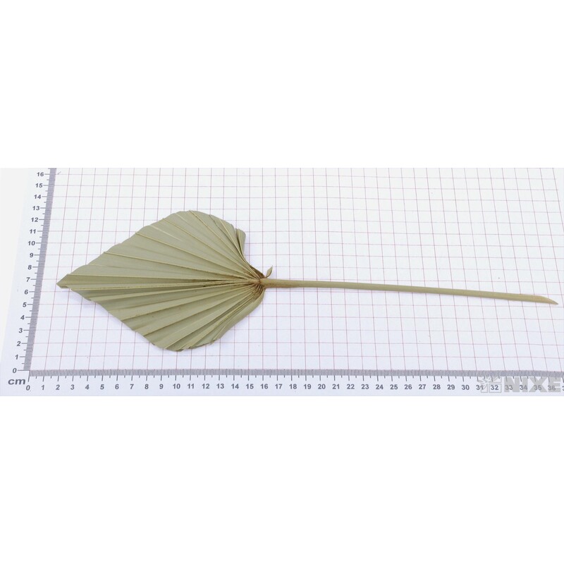 PALM SPEAR 50cm 10ks*PŘÍRODNÍ