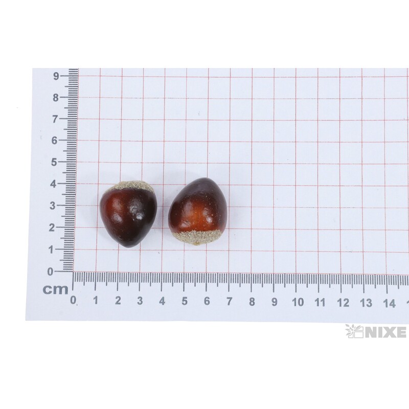 KAŠTAN 3cm 8ks*HNĚDÁ