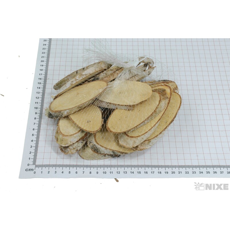 DŘEVO BŘÍZA 11x4cm 24ks*PŘÍRODNÍ