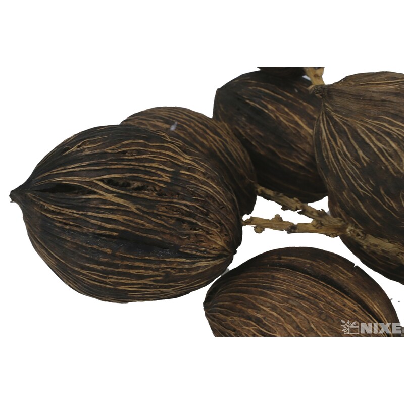 MINTOLA BALL TWIG STEM 60cm 10ks*PŘÍRODNÍ